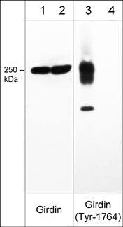 Girdin [p Tyr1764] Antibody