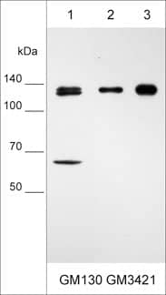 GM130/GOLGA2 Antibody (M342)