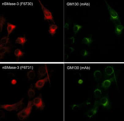 GM130/GOLGA2 Antibody (M342)