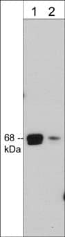 A-RAF Antibody (M289)