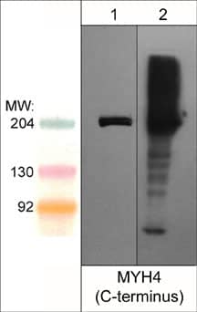 MYH4 Antibody