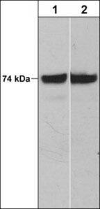 Raf-1 Antibody (M208)