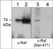 Raf-1 [p Ser471] Antibody