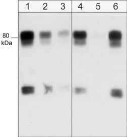 WASF1/WAVE1 Antibody