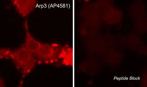 ACTR3 Antibody