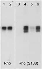 RhoA [p Ser188] Antibody