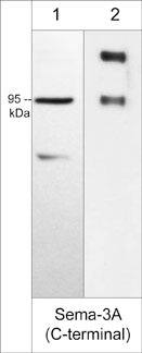 Semaphorin 3A Antibody