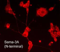 Semaphorin 3A Antibody