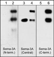 Semaphorin 3A Antibody