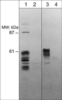 Semaphorin 3E Antibody