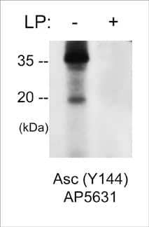 ASC/TMS1 [p Tyr144] Antibody