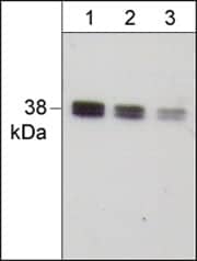 IkB-alpha Antibody