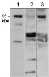 Semaphorin 3F Antibody