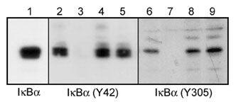 IkB-alpha [p Tyr42] Antibody