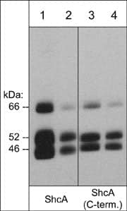 SHC1 Antibody