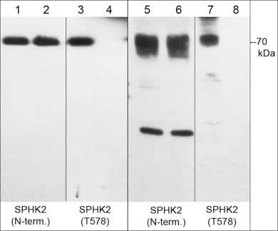 Sphingosine Kinase 2/SPHK2 [p Thr578] Antibody