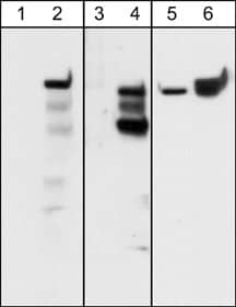 Integrin beta 4/CD104 Antibody (M126)