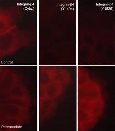 Integrin beta 4/CD104 [p Tyr1494] Antibody