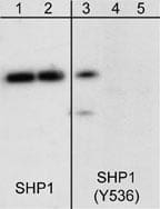 SHP-1 [p Tyr536] Antibody