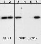 SHP-1 [p Ser591] Antibody