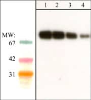 SHP-2/PTPN11 Antibody (M163)