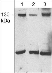 JMY Antibody