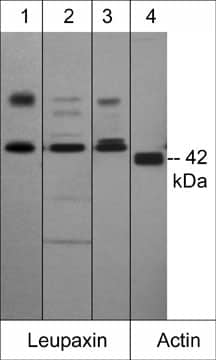 Leupaxin Antibody