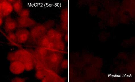 MeCP2 [p Ser80] Antibody