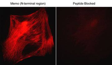 mediator of cell motility 1 Antibody