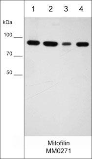 Mitofilin Antibody (M027)