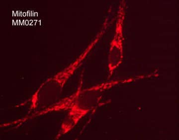 Mitofilin Antibody (M027)