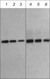 Fbx32 Antibody (M314)