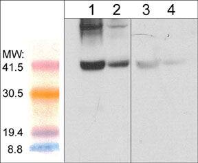 Fbx32 Antibody