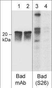 Bad [p Ser26] Antibody