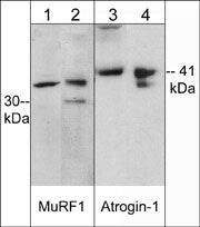 MuRF1/TRIM63 Antibody