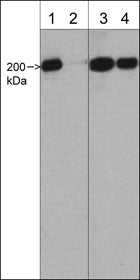 non-muscle Myosin IIA Antibody