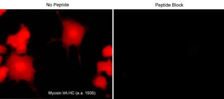 non-muscle Myosin IIA Antibody