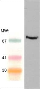 SYK Antibody (M373)