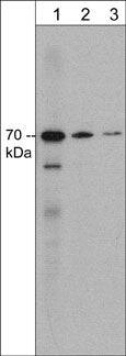 Syntaphilin Antibody (M371)