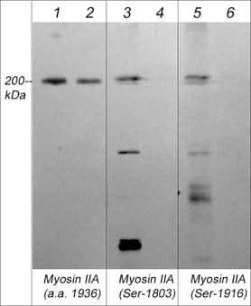 non-muscle Myosin IIA [p Ser1803] Antibody