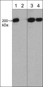 non-muscle Myosin IIA [p Ser1943] Antibody