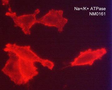 ATPase Na+/K+ beta 3 Antibody (M016)