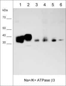 ATPase Na+/K+ beta 3 Antibody (M025)