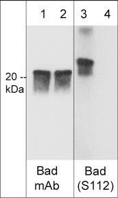 Bad [p Ser112] Antibody