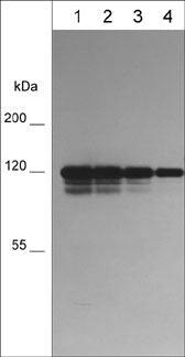 P-Cadherin Antibody (M596)