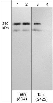 Talin1 [p Ser425] Antibody