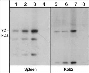 Themis Antibody