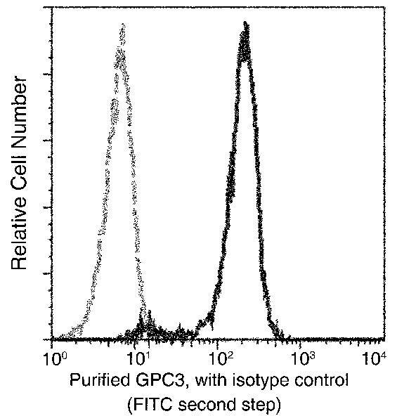 Glypican 3 Antibody (024)