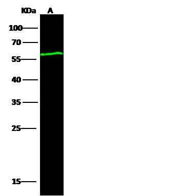 Influenza A nucleoprotein Antibody (7B4G10G8)