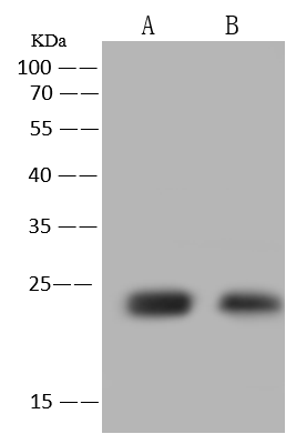 TTC36 Antibody